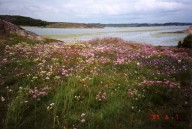 Blommor pa sandudden.jpg